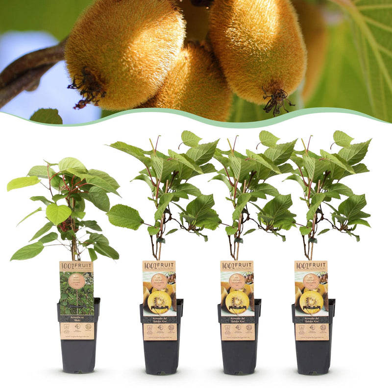 Green boutiQ - Obststrauch - Actinidia Weiki & Golden Kiwi - Kiwi-Pflanze - 1 Männlich - 3 Weiblich - Pflanzen - Gelb - Topf 15cm - Höhe 50cm
