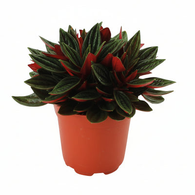 Peperomia Caperata Rosso – Attraktives Laub, pflegeleicht, Ø11cm