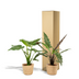 Alocasia Set: Cucullata & Lauterbachiana, Ø19cm, Ø19cm Bild 5