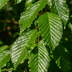 Paletten-Angebot Heckenpflanzen: 50 Carpinus Betulus ↕ 60-80 - Ø 19cm | Mini-Palette Bild 6