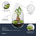 Bottle Garden Egg Bonsai DIY Set - Self-Sufficient Mini Ecosystem (25 cm) Bild 3