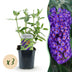 Green boutiQ - Garden plant - Buddleja davidii Empire Blue - Butterfly bush - Winter hardy - Blue - 3 plants - Pot 17cm - Height 45cm Bild 1