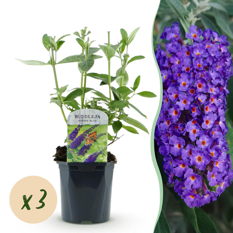 Green boutiQ - Garden plant - Buddleja davidii Empire Blue - Butterfly bush - Winter hardy - Blue - 3 plants - Pot 17cm - Height 45cm