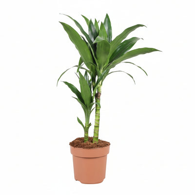 Dracaena Janet Craig, 60cm, Ø17cm Topf