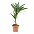 Dracaena Janet Craig, 60cm, Ø17cm Topf Bild 1