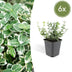 6x Euonymus 'Emerald Gaiety' 10-25cm, variegated, winter-hardy Bild 1