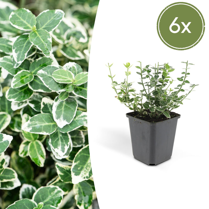 6x Euonymus 'Emerald Gaiety' 10-25cm, variegated, winter-hardy