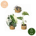 3x Baby Variegata Mix - Tropische Raritäten im Set Ø6cm Bild 5