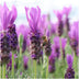 Pflanzen by Frank: Lavendel Anouk® im Dekotopf, 3er-Set Bild 3