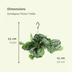 Scindapsus Pictus Trebie: 2 Pflanzen Ø15cm, ↕25cm Bild 2