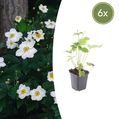 6x Anemone hyb. 'Honorine Jobert' - 10-25cm Höhe - Ø9cm Topf
