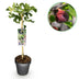 Ficus Carica Brown Turkey Feigenbaum auf Stamm - 90 cm, winterhart Bild 1