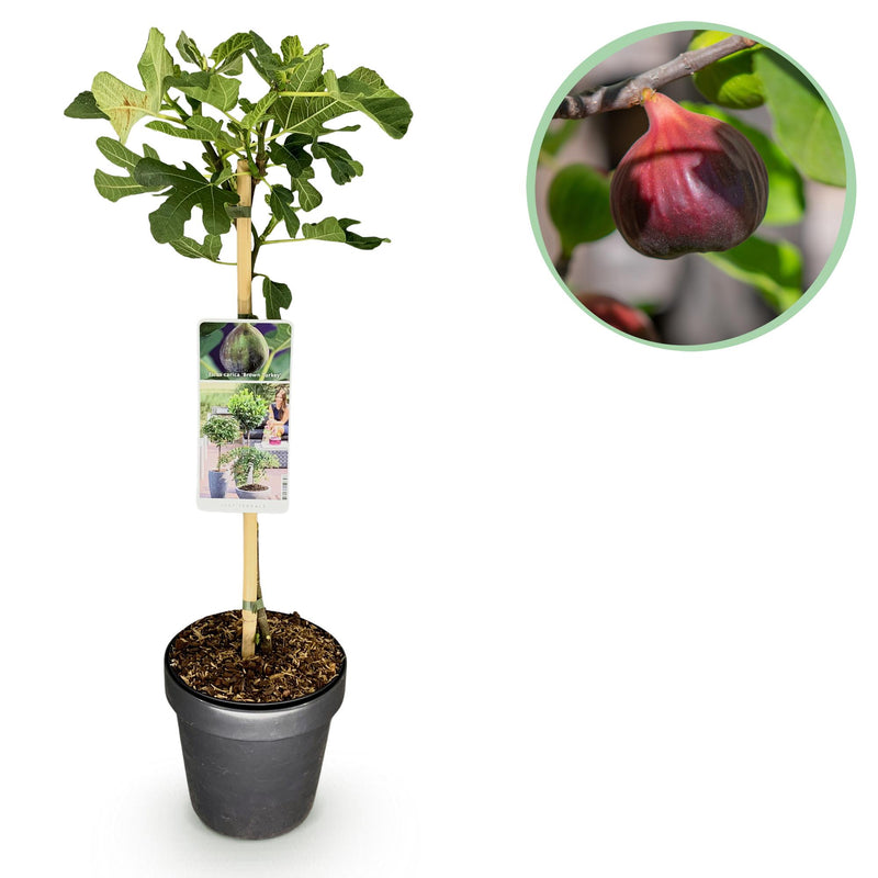 Ficus Carica Brown Turkey Feigenbaum auf Stamm - 90 cm, winterhart