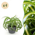 Green BoutiQ Chlorophytum comosum Bonnie - Lockige Graslilie Bild 1
