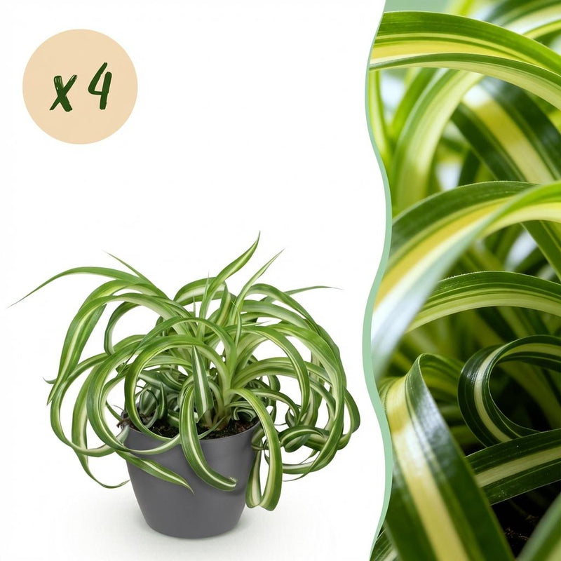Green BoutiQ Chlorophytum comosum Bonnie - Lockige Graslilie