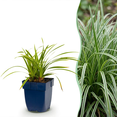 Green boutiQ - Grasses - Carex morrowii Ice Dance - Japanese Sedge - Evergreen - Cream-Green - 12 Plants - Pot 11cm - Height 15-25cm