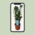 ZZ-Pflanze Zamioculcas Zamiifolia: Ø14cm, 55cm hoch Bild 6