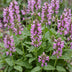 Green boutiQ - Stauden - Stachys off. Ukkie - Hasenohr - Steingartenpflanzen - Rosa - 24 Pflanzen - Topf 11cm - Höhe 15-25cm Bild 5