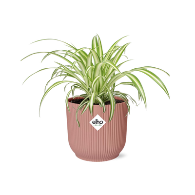 Grünlilie Chlorophytum Comosum Variegatum im Deko-Übertopf