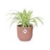 Grünlilie Chlorophytum Comosum Variegatum im Deko-Übertopf Bild 1
