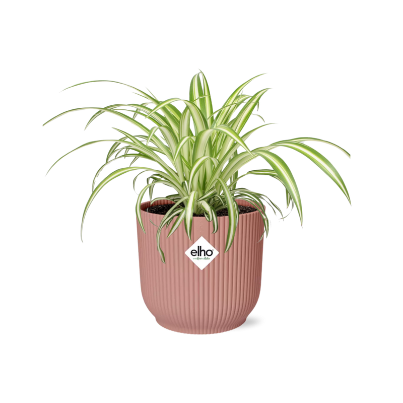 Grünlilie Chlorophytum Comosum Variegatum im Deko-Übertopf