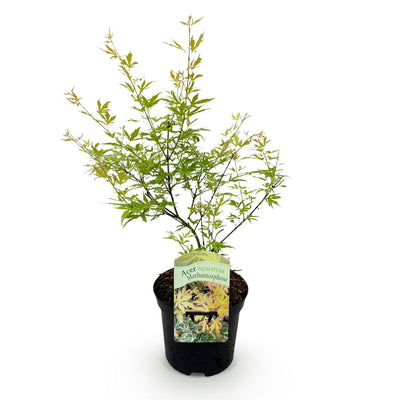 Japanischer Ahorn 'Methamorphosa' - Acer palmatum - 70cm Topf 19cm