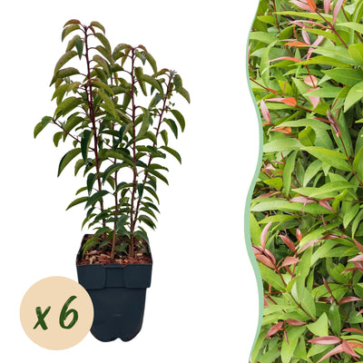GreenboutiQ - Heckenpflanzen - Prunus lusitanica Angustifolia - Blatt grün - 6 Pflanzen - 1 laufender Meter - immergrün - Topf 17cm Höhe 50cm