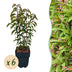 GreenboutiQ - Heckenpflanzen - Prunus lusitanica Angustifolia - Blatt grün - 6 Pflanzen - 1 laufender Meter - immergrün - Topf 17cm Höhe 50cm Bild 1