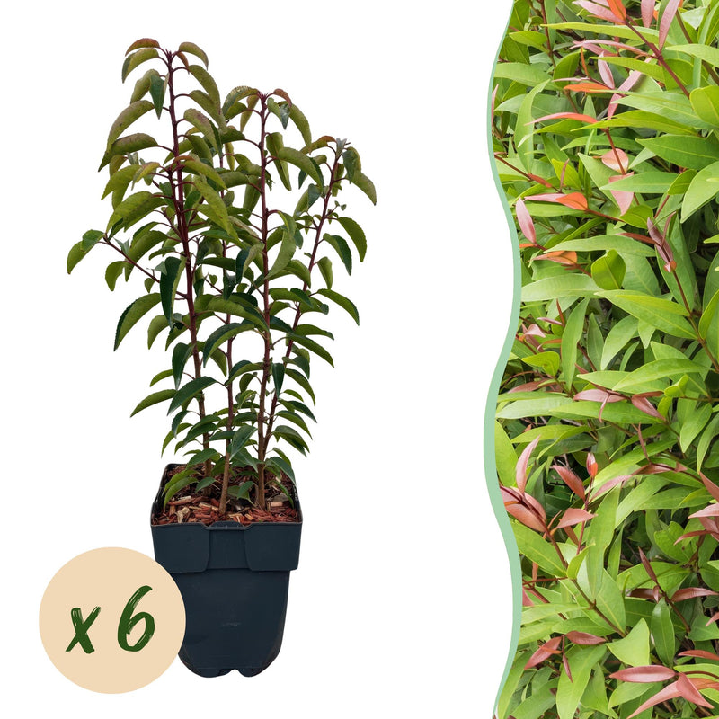 GreenboutiQ - Heckenpflanzen - Prunus lusitanica Angustifolia - Blatt grün - 6 Pflanzen - 1 laufender Meter - immergrün - Topf 17cm Höhe 50cm