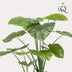 Kunstpflanze – Alocasia – Elefantenohr – 110 cm Bild 3
