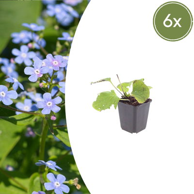 6x Brunnera macrophylla 'Kaukasisches Vergissmeinnicht' 10-25cm