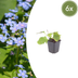 6x Siberian Bugloss 'Kaukasisches Vergissmeinnicht' 10-25cm Bild 1