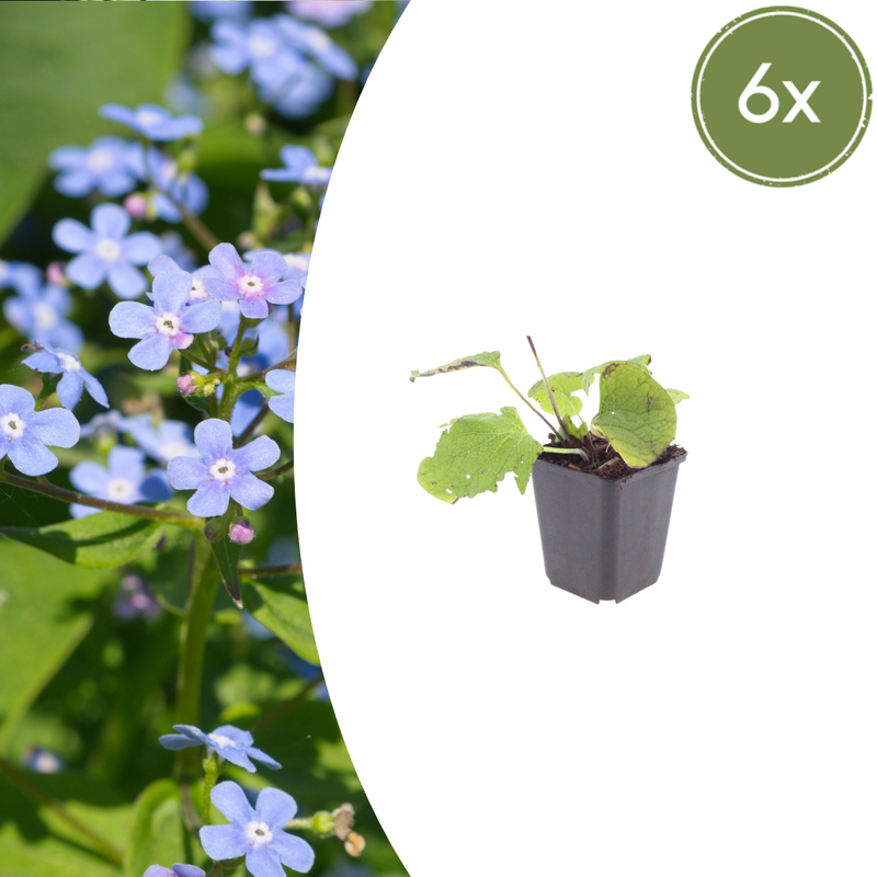 6x Siberian Bugloss 'Kaukasisches Vergissmeinnicht' 10-25cm