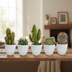 Cactus mix 5x (5.5cm pot) in white pot Bild 8