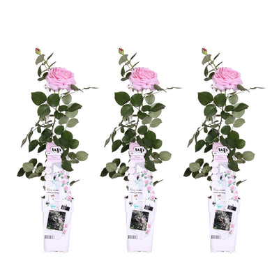 3x Climbing Rose 'Crazy in Love' Pink, ↨65cm, Ø15cm