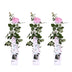 3x Kletterrose 'Crazy in Love' Pink, ↨65cm, Ø15cm Bild 9