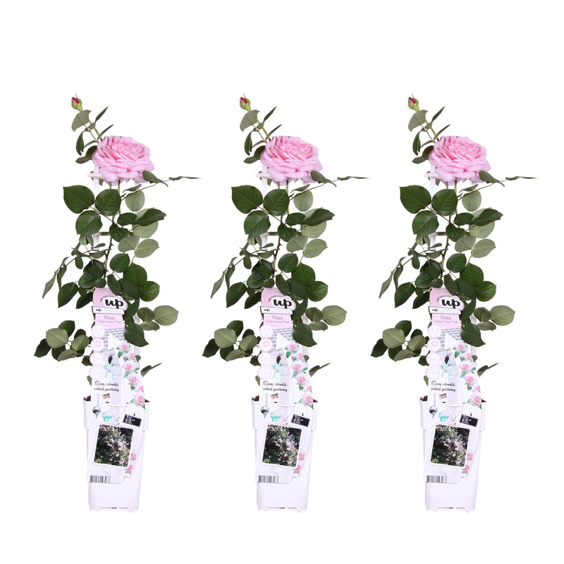 3x Climbing Rose 'Crazy in Love' Pink, ↨65cm, Ø15cm