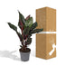Calathea Ornata Indoor Plant (Ø14cm, 50cm tall) with Pink Veins Bild 6