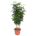 Radermachera Hainanensis: 190cm tree with glossy leaves Bild 1