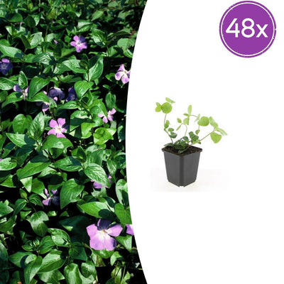 48x Greater Periwinkle - ↕10-25cm - Ø9cm