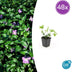 48x Vinca major - ↕10-25cm - Ø9cm Bild 7