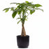 Pachira Aquatica im P&PURE Keramiktopf – Glückskastanie Ø 12 cm Bild 1