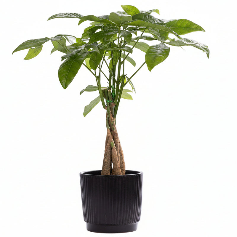 Pachira Aquatica im P&PURE Keramiktopf – Glückskastanie Ø 12 cm