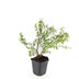 48x Symphoricarpos ch. 'Hancock' - ↕10-25cm - Ø9cm Bild 3