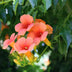 GreenboutiQ Trumpet Vine 'Madame Galen' - Orange Flower, 2 plants Bild 6
