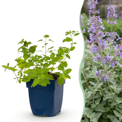 Green boutiQ - Staude - Nepeta faassenii - Katzenminze - Bienen- und Schmetterlingsmagneten - Lila - 1 Pflanzen - Topf 11cm - Höhe 15-25cm