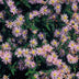 6x Aster ageratoides 'Asran' - 10-25cm hoch - Ø9cm Topf Bild 6