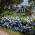 Hydrangea Endless Summer 'The Original Blue' - Frost-Hardy Hydrangea Bild 6