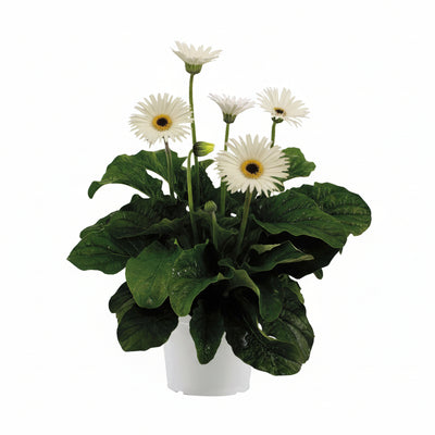 Garvinea Gerbera Weiß - Ø19cm - ↕50cm