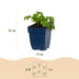 Green boutiQ - Perennials - Geranium macr. Czakor - Cranesbill - Groundcover - Purple-Pink - 12 Plants - Pot 11cm - Height 15-25cm Bild 3